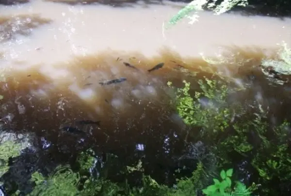 境内には曰く有り気な魚が・・・