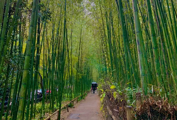 嵐山 竹林の小径の写真・動画_image_1022675
