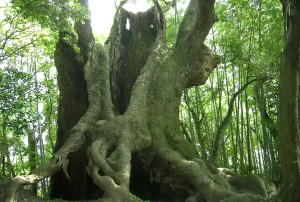 塚崎の大楠