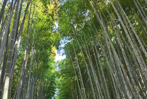 嵐山 竹林の小径の写真・動画_image_1062564