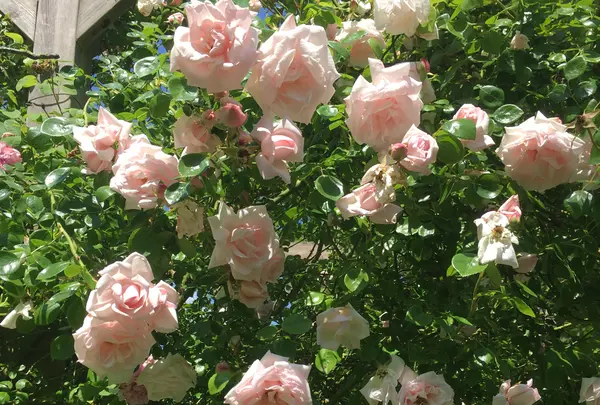 The Rose Garden of Provinsの写真・動画_image_1120279