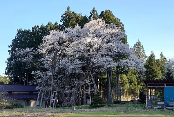 草岡の大明神ザクラ