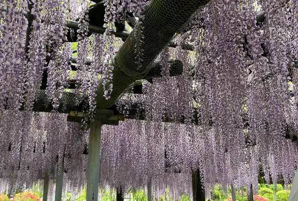 箭弓稲荷神社の写真・動画_image_1142085