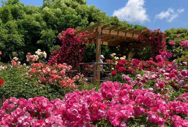 神奈川県立花と緑のふれあいセンター 花菜ガーデンの写真・動画_image_1142114