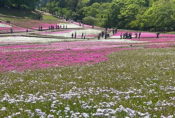 羊山公園