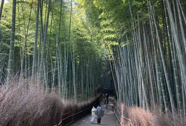 嵐山 竹林の小径の写真・動画_image_1159274