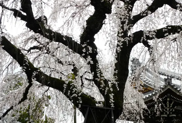 圓明寺の桜