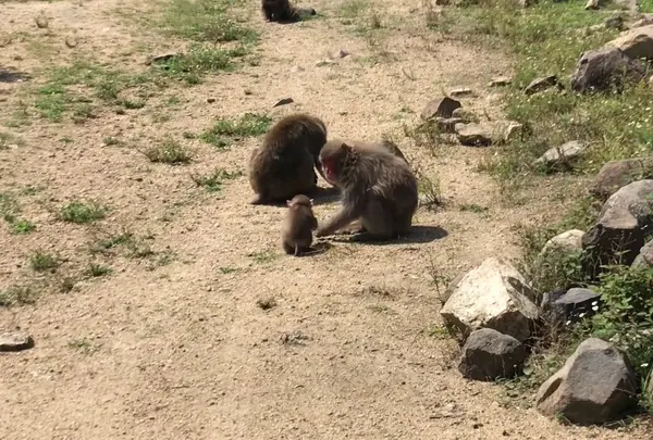 銚子渓自然動物園　お猿の国
