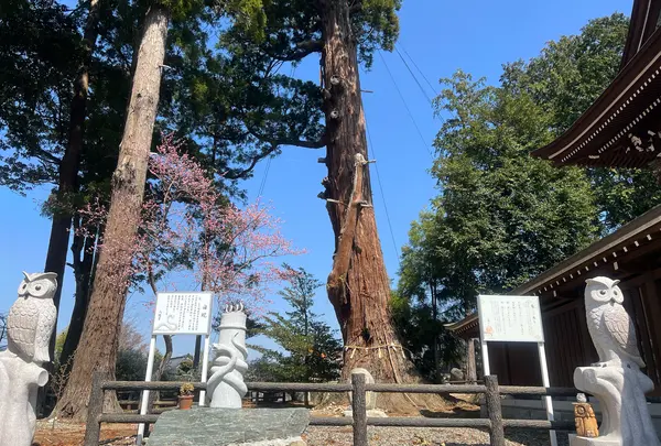 安良川の爺杉
