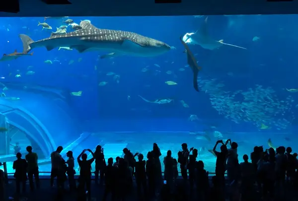 沖縄美ら海水族館の写真・動画_image_1254169