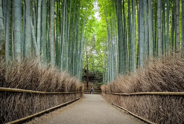 嵐山 竹林の小径