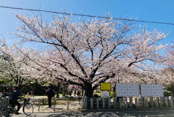 桜井公園