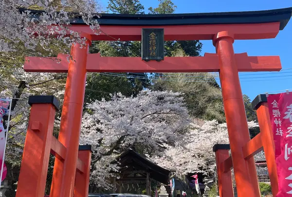 金桜神社の写真・動画_image_1328636