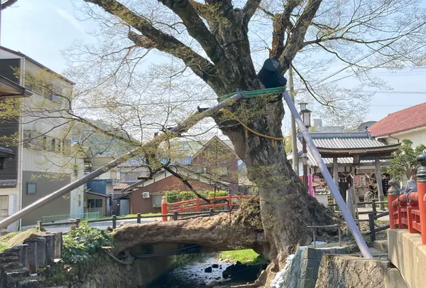 木の根橋の写真・動画_image_1329162