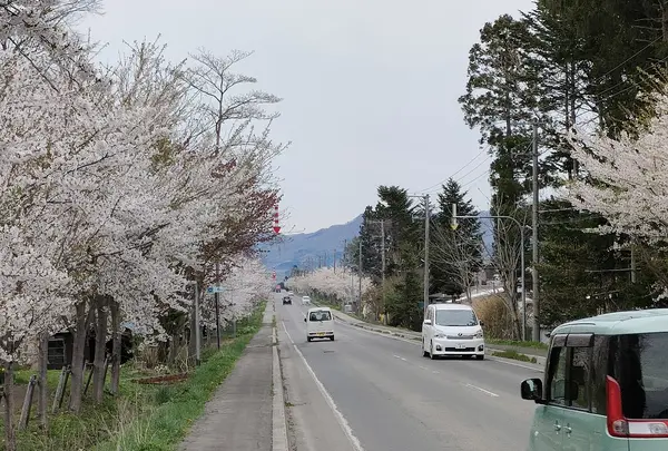 清川 千本桜