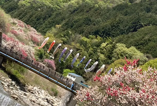 月川温泉の花桃の写真・動画_image_1341681