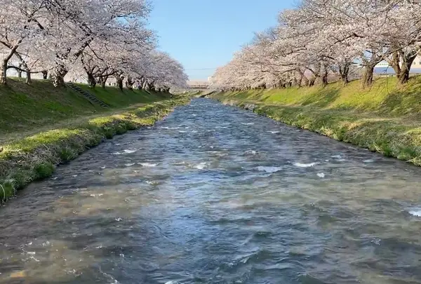 舟川べり桜並木の写真・動画_image_1351952