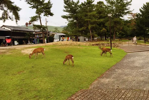 奈良公園の写真・動画_image_149898