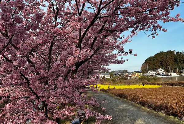 東大山河津桜
