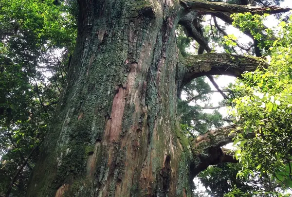 智満寺の十本杉の写真・動画_image_153801