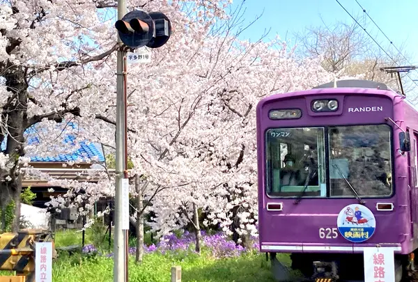 京福電鉄（嵐電） 宇多野駅〜鳴滝駅間の桜のトンネル