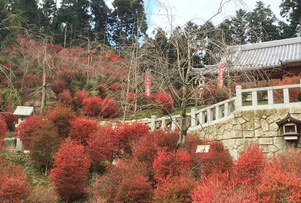 呑山観音寺の写真・動画_image_156795
