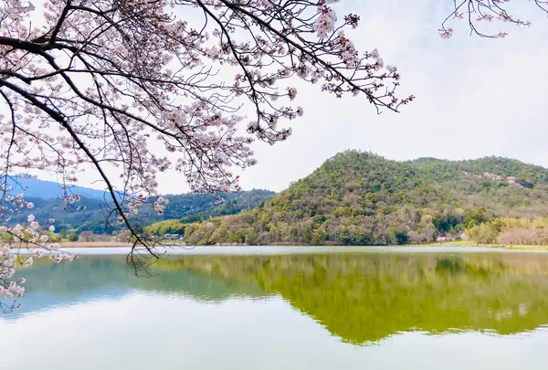 広沢池（遍照寺池）