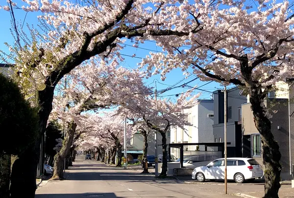 桜ヶ丘通り