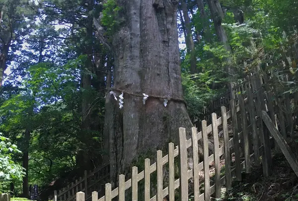 神代杉