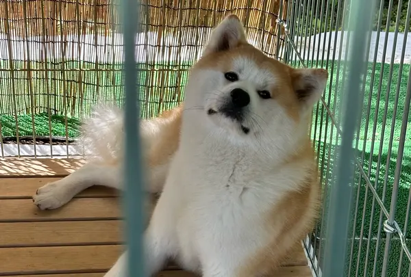 秋田犬ふれあい処ｉｎ千秋公園