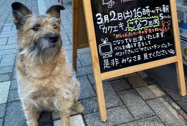 (有)ペットショップつるやの写真・動画_image_1623374