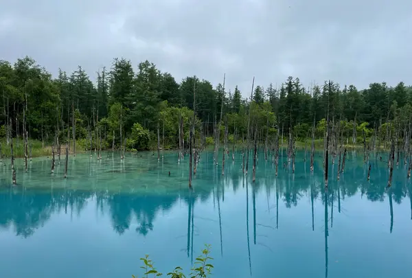 青い池の写真・動画_image_1630016