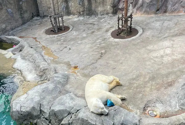 旭山動物園