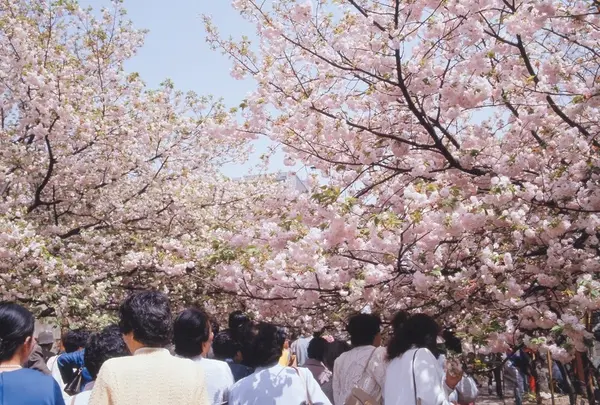 【花見スポット】造幣局 桜の通り抜け