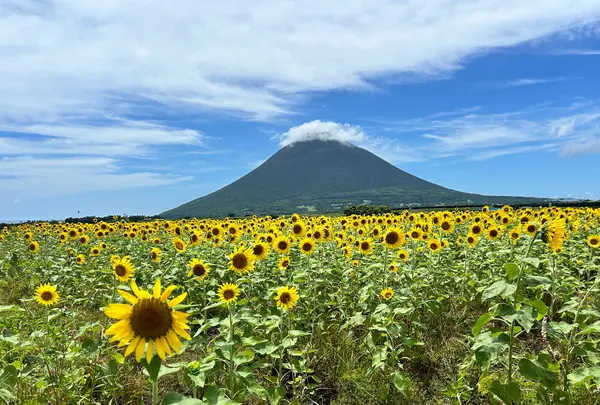 西大山駅南のひまわり畑群