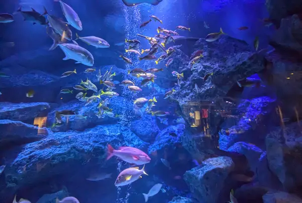 すみだ水族館