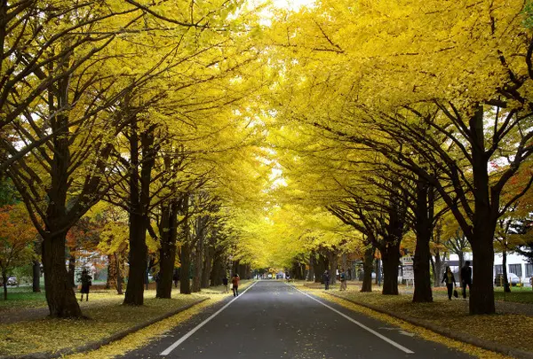 北海道大学