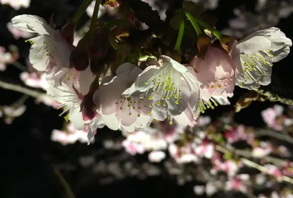 熱海桜の写真・動画_image_168501