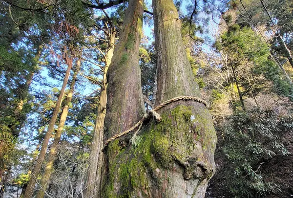 夫婦杉
