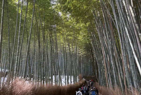 嵐山 竹林の小径