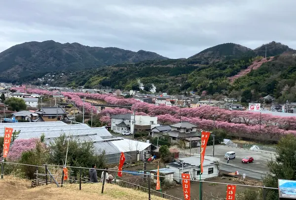 涅槃堂桜見晴台
