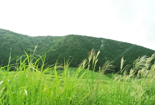 仙石原湿原植物群落の写真・動画_image_191090
