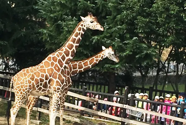 福山市立動物園の写真・動画_image_199348