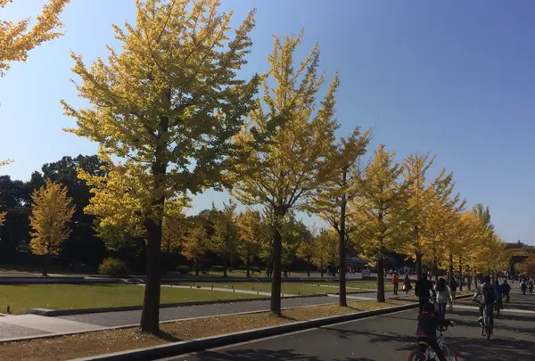 国営昭和記念公園 入場口前の並木道から水路まで