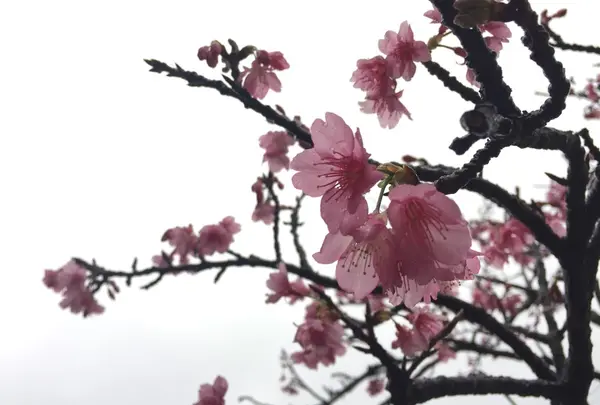 八重岳桜の森公園の写真・動画_image_219154