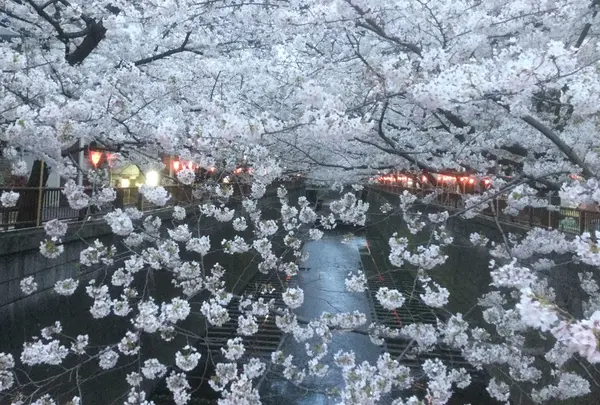 目黒川の桜並木の写真・動画_image_227180