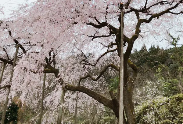 田ノ頭のしだれ桜の写真・動画_image_227769