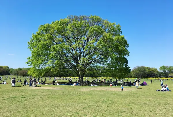 昭和記念公園 みんなの原っぱの写真・動画_image_231830