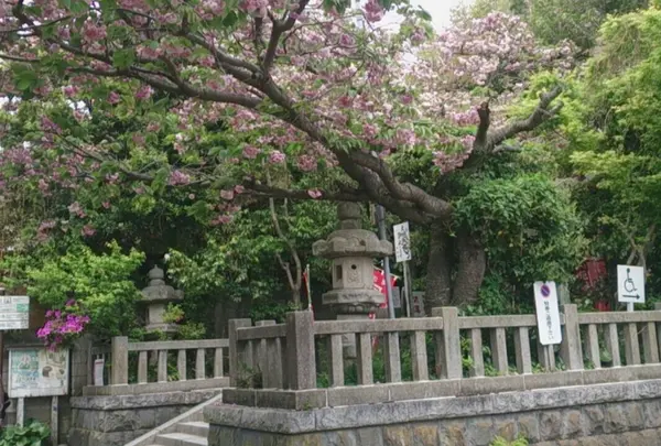 八雲神社の写真・動画_image_236070