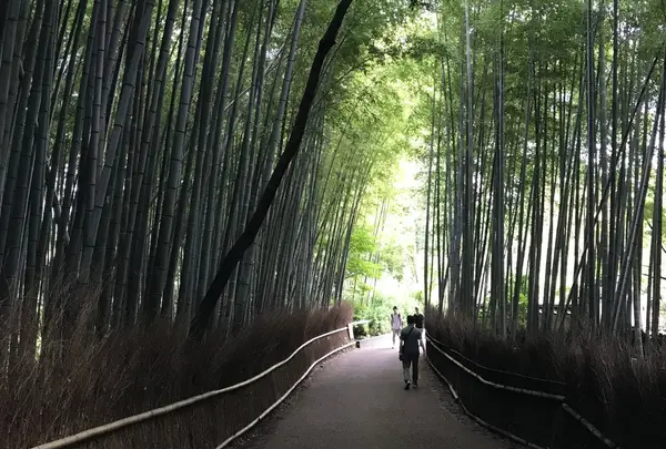 嵐山 竹林の小径の写真・動画_image_265132